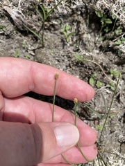 Eleocharis flavescens