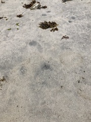 Abarenicola pacifica