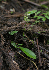 Platanthera ophrydioides
