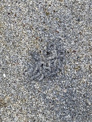 Abarenicola pacifica