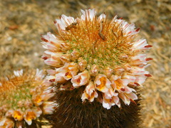 Mammillaria cerralboa