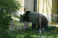 Ailuropoda melanoleuca