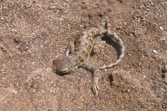 Liolaemus reichei