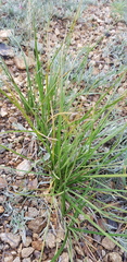 Carex duriuscula