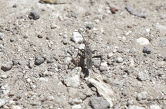 Tollius curtulus