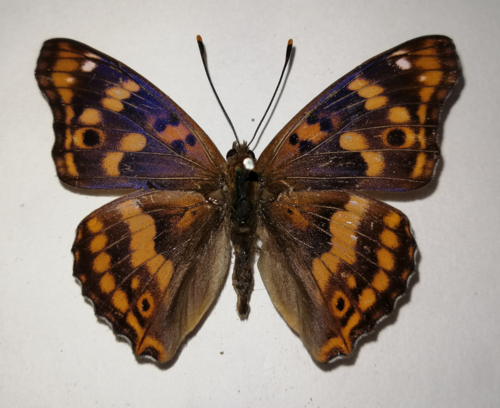 Freyer's Purple Emperor