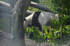 Ailuropoda melanoleuca