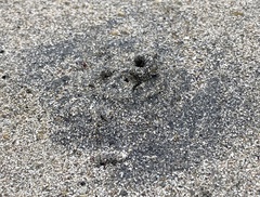 Abarenicola pacifica