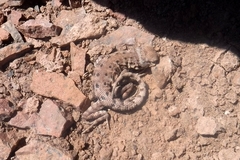 Liolaemus reichei