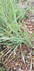 Leymus chinensis
