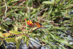 Danaus plexippus
