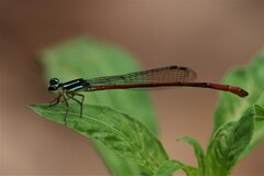 Argiocnemis ensifera