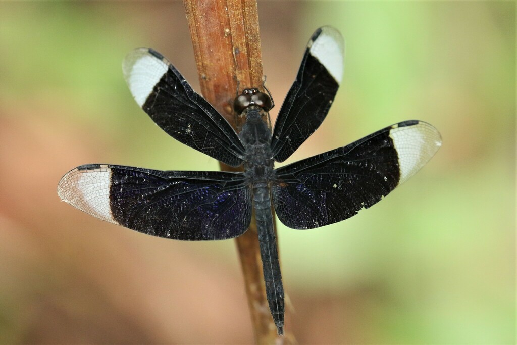 Neurothemis decora