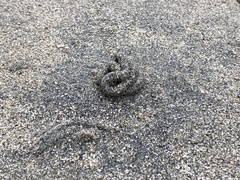 Abarenicola pacifica