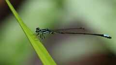 Argiocnemis ensifera