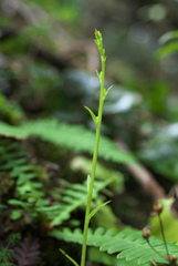 Platanthera florentii