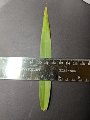 Dichanthelium xanthophysum