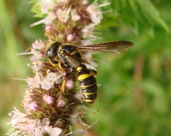 Cerceris atramontensis