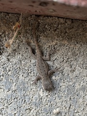 Sceloporus occidentalis