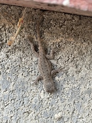 Sceloporus occidentalis