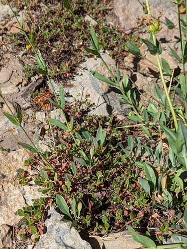 Image of Penstemon euglaucus by (c) Dominic Gentilcore, some rights reserved (CC BY)