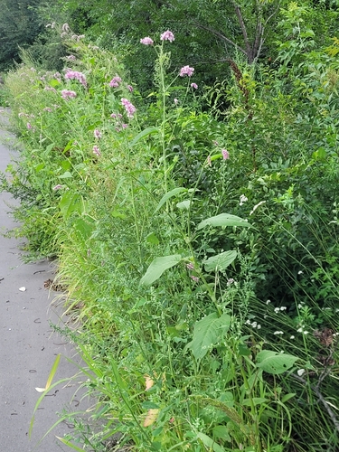 Image of Persicaria orientalis by no rights reserved