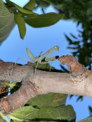 Stagmomantis limbata