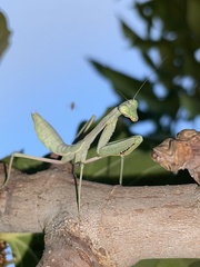 Stagmomantis limbata