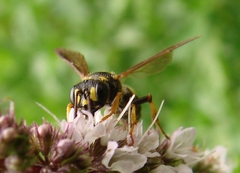 Cerceris atramontensis