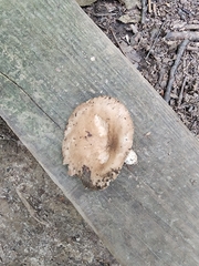 Russula eccentrica