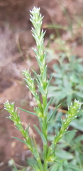 Salsola collina