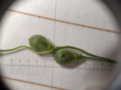 Dichanthelium xanthophysum