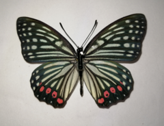 Hestina assimilis