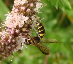 Cerceris atramontensis