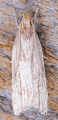 Helcystogramma hystricella