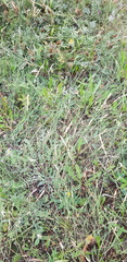 Festuca lenensis