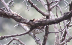 Campylorhynchus jocosus