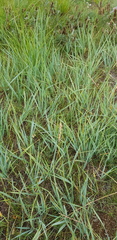 Leymus chinensis