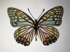 Hestina assimilis