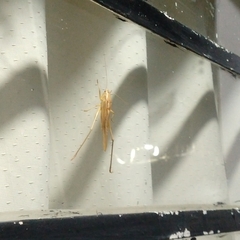 Neoconocephalus triops