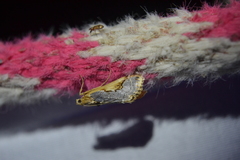 Loxostege albiceralis