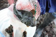 Cebidichthys violaceus