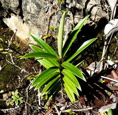 Veronica townsonii