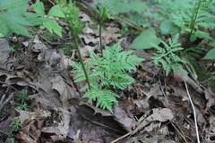 Sceptridium dissectum dissectum