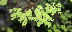 Euphorbia stricta