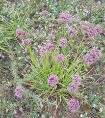 Allium senescens