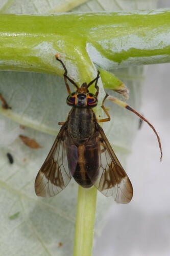 One-striped Deer Fly photo 5