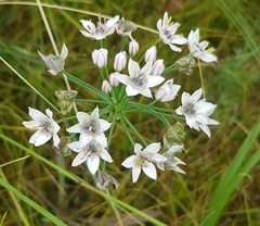 Allium ramosum