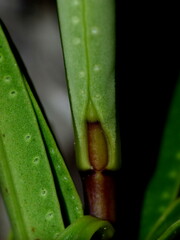 Veronica townsonii