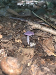 Calocybe ionides